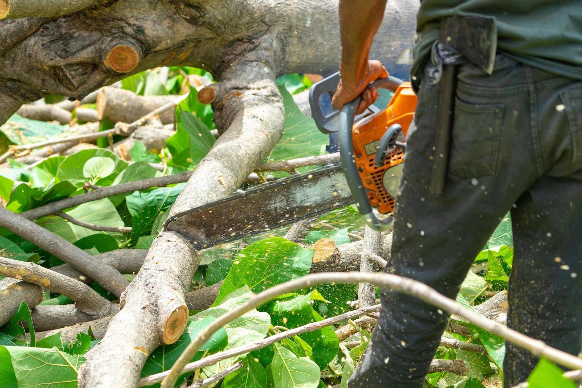Tree Lopping or Tree Pruning: Which is Right for Your Trees